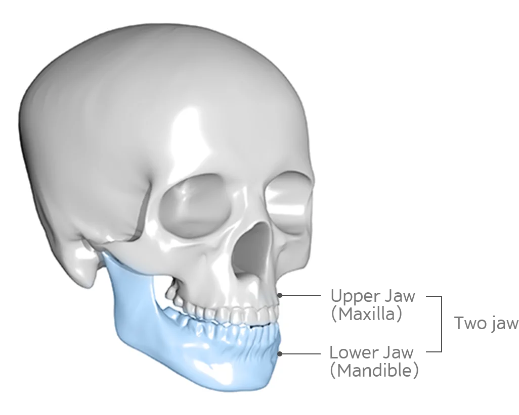 345 Plastic Surgery where natural; Jaw plastic surgery: Maxilla and mandible.