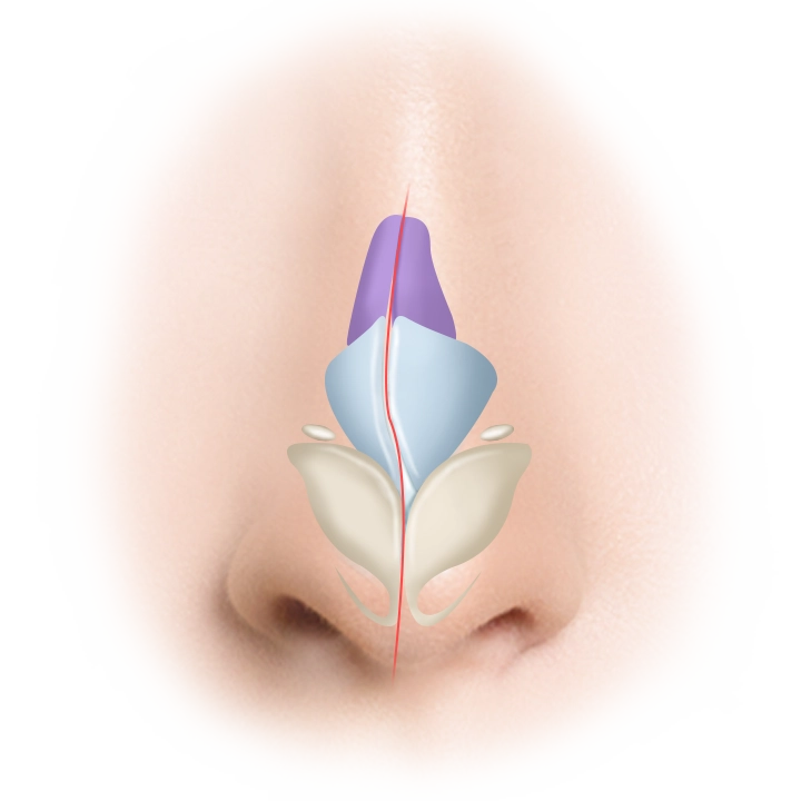 Nose anatomy for plastic surgery 345. Illustration of natural nose structure.